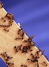 Jak se zbavit mravenců v domě i na zahradě bez chemie?