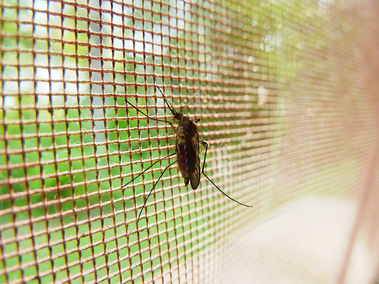 Jak se nejlépe zbavit komárů?