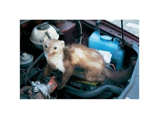 Odpuzovač kun KEMO M100N do auta