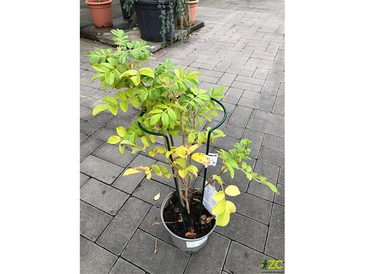 Podpěra rostlin 70cm