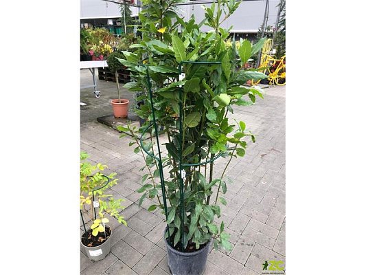 Podpěra rostlin 100cm