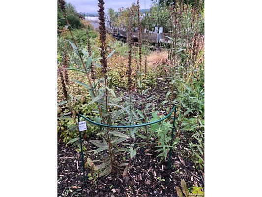 Podpěra rostlin 40x70cm