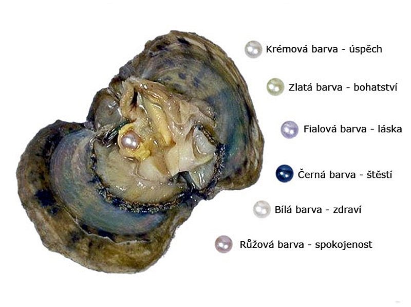Perla přání v perlorodce - přívěšek srdce zirkon